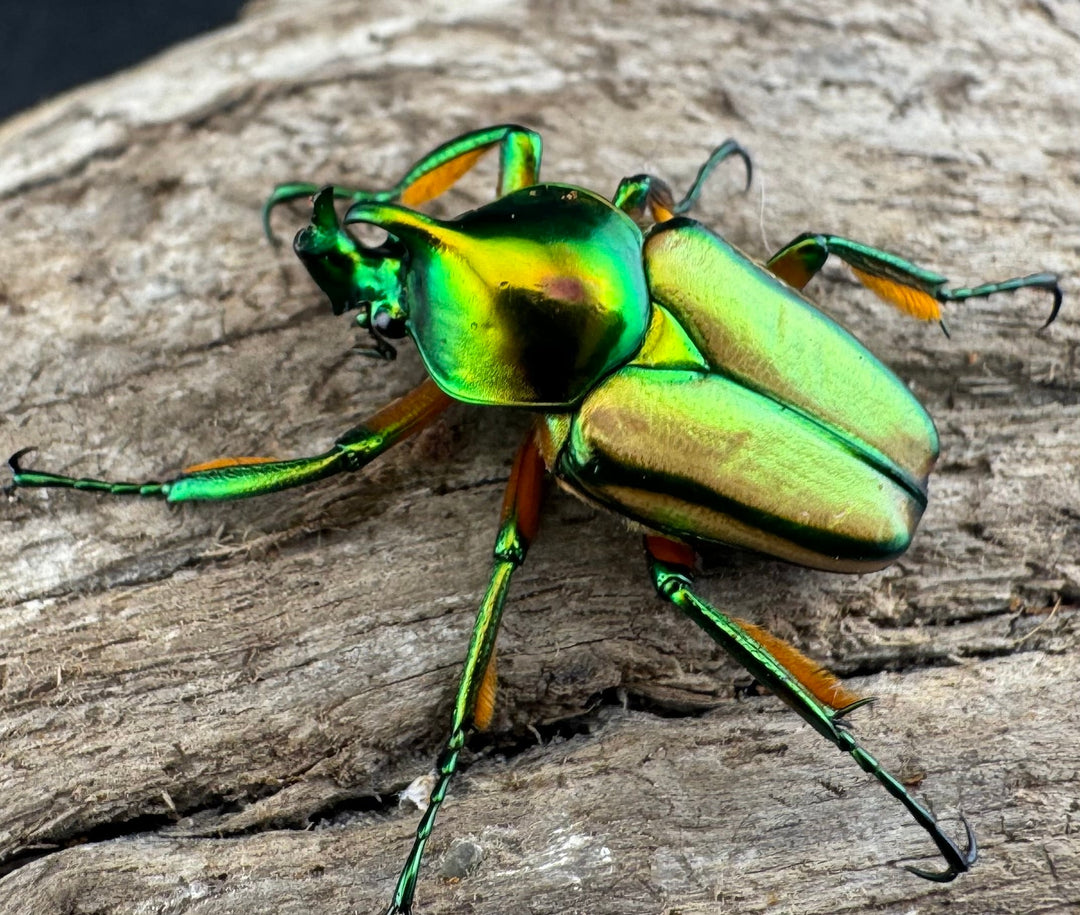 【WD】《セブヒメカブトハナムグリ亜種kachikun ペア》