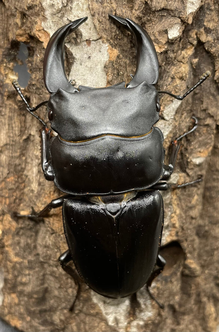 《ホペイオオクワガタ G70血統 76mm ペア》