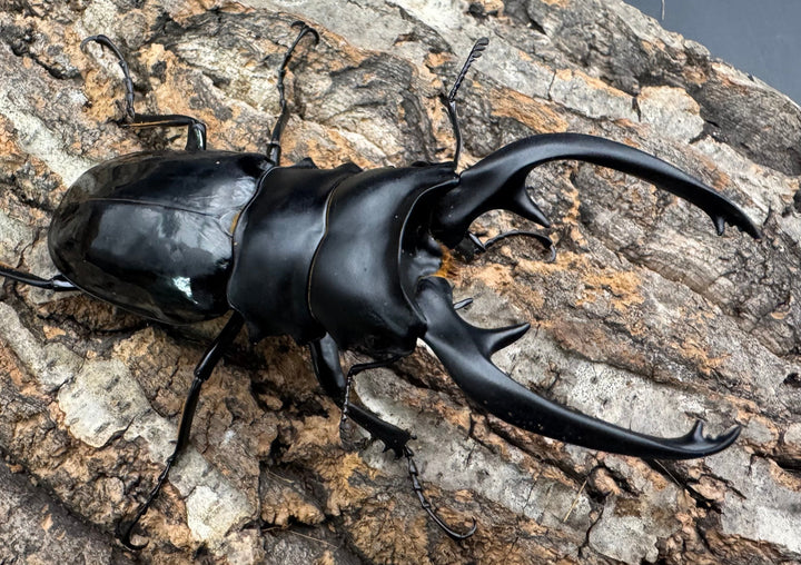 【WD】《インターメディアツヤクワガタ ネグロス産 93mm ペア》