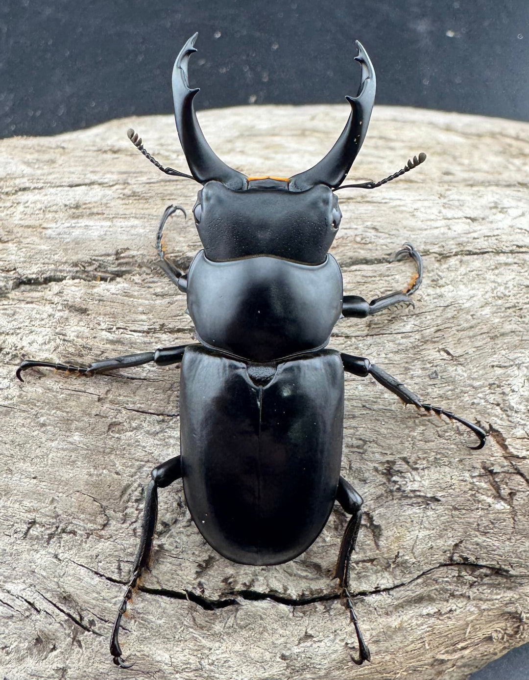 【WD】《ブラナウンコクワ 福貢県産 50mm ペア》