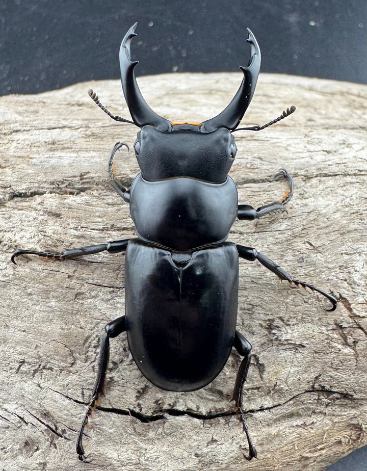 【WD】《ブラナウンコクワ 福貢県産 50mm ペア》