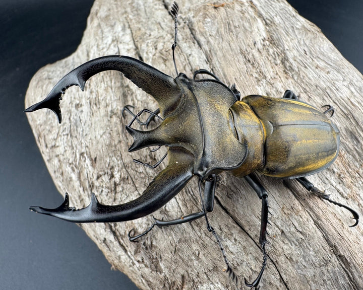 【WD】《フルキフェルミヤマ 75.5mm ペア》