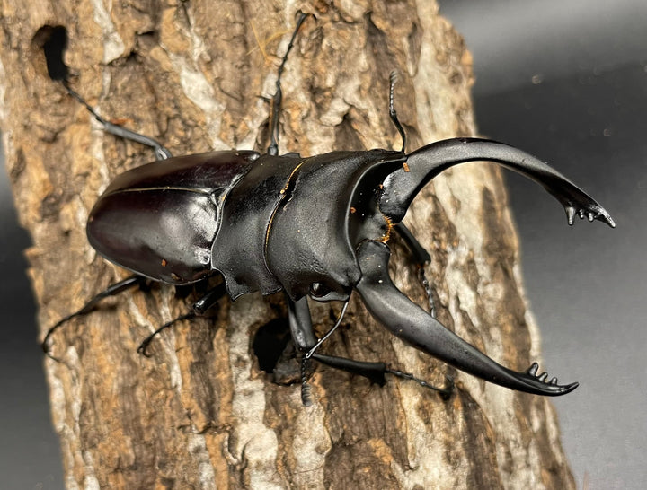 【WD】大型《アルケスツヤクワガタ 93mm ペア》