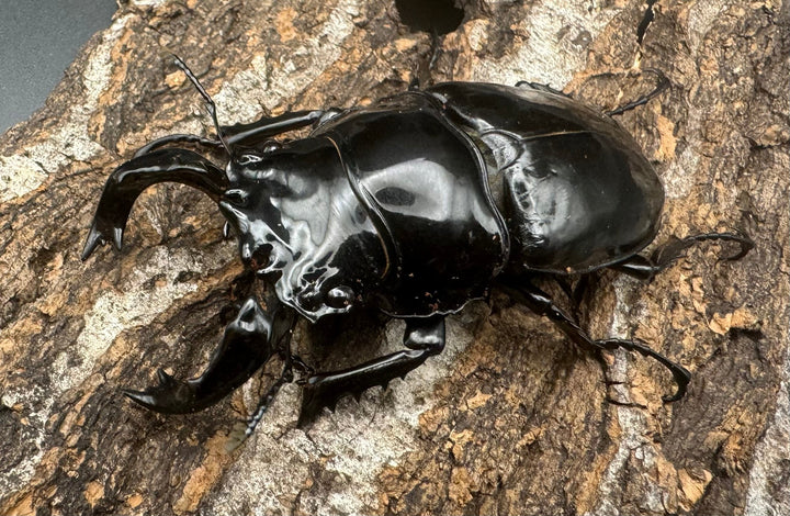 《タランドゥスオオツヤクワガタ 66mm ペア》