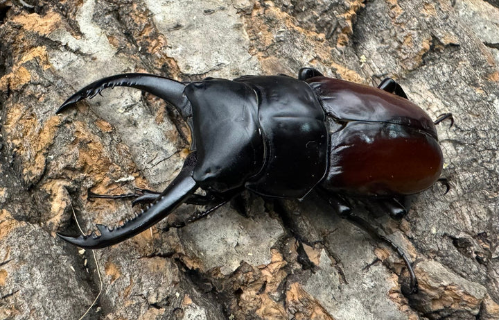 【WF1】《アローコクワ亜種リエン 65mm B品ペア》Moro氏ブリード個体