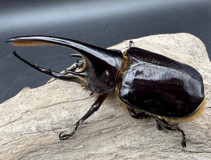 《ネプチューンオオカブト 106mm ペア》