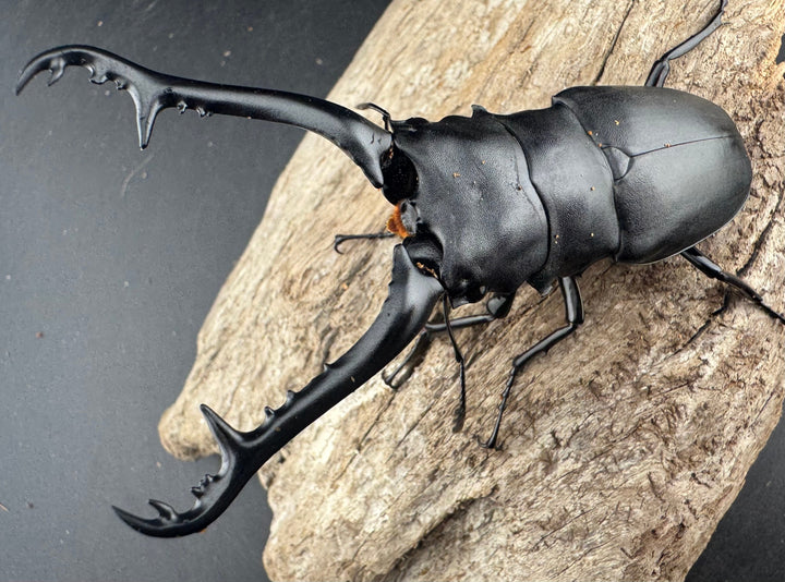 【WD】《 ギラファノコギリ亜種ケイスケ 95.5mm ペア》