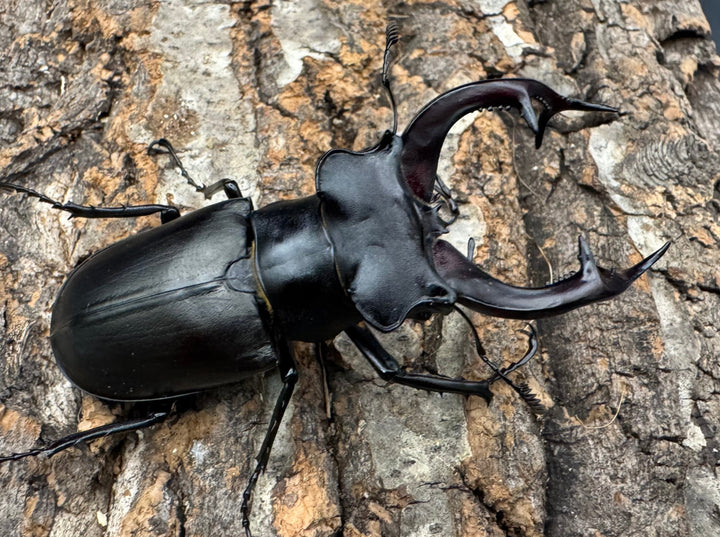 《アクベシアヌスミヤマ 80.5mm ペア》