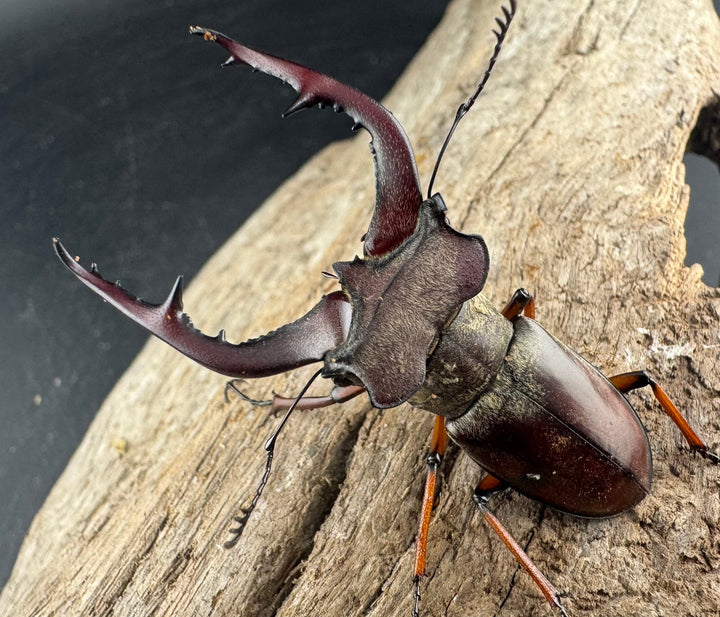 【WD】《グラディウスミヤマ 52mm ペア》