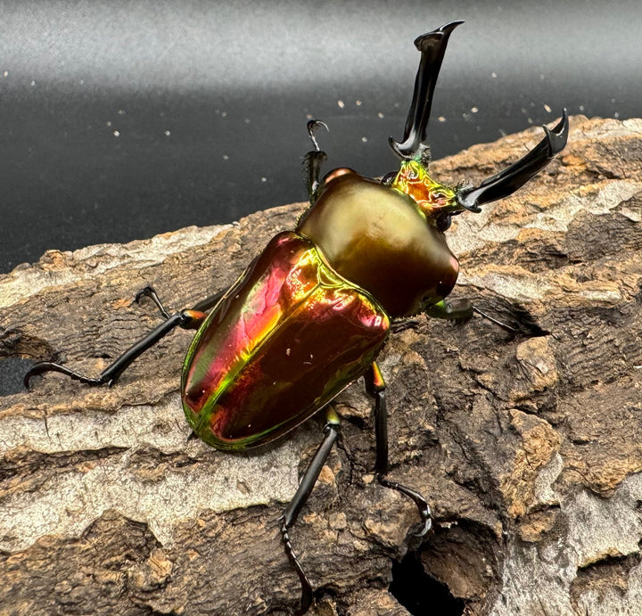 《ニジイロクワガタ 52mm ペア》