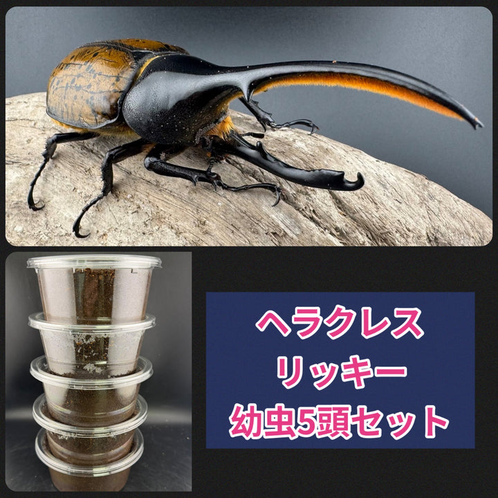 【WF2】《ヘラクレス・リッキー アマソナス産 幼虫5頭セット》