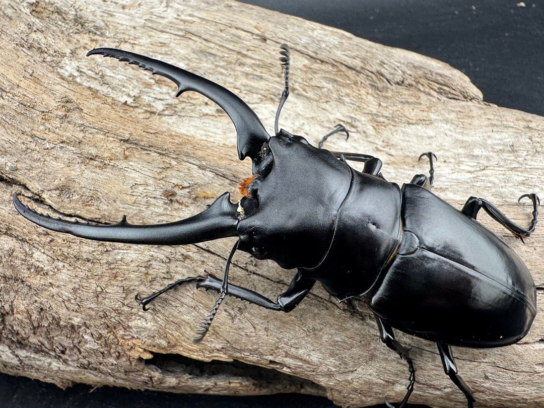 【WD】特大《コンフキウスノコギリクワガタ 94.5mm ペア》