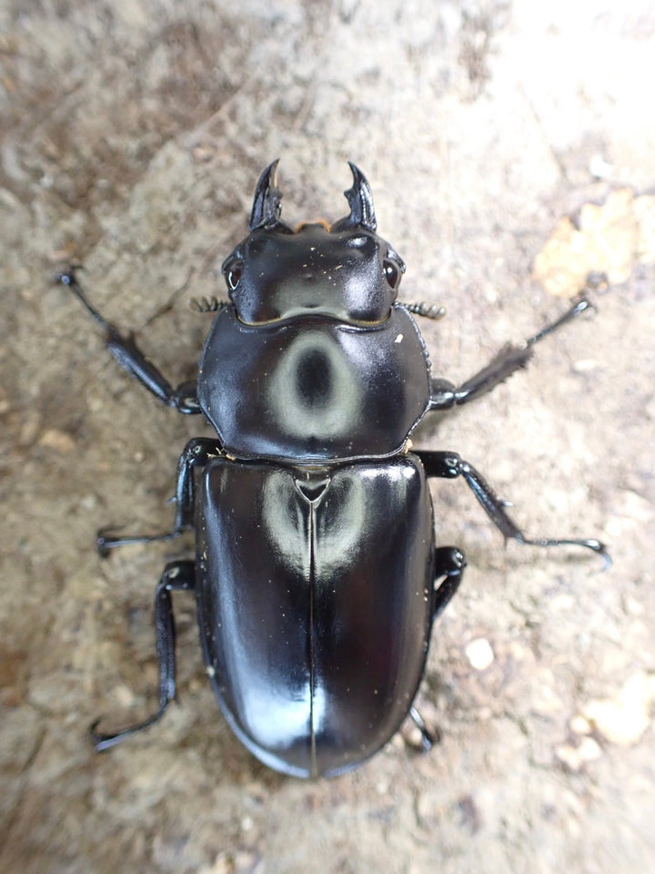 松本様専用分割①【WD】《雲南産ウエストウッディ亜種カズミアエ 68mm ペア》