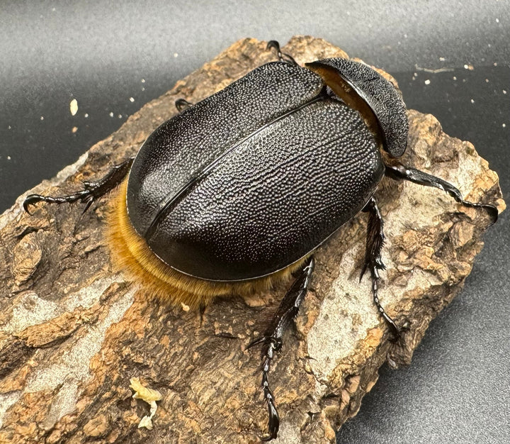 《サタンオオカブト 93mm ペア》