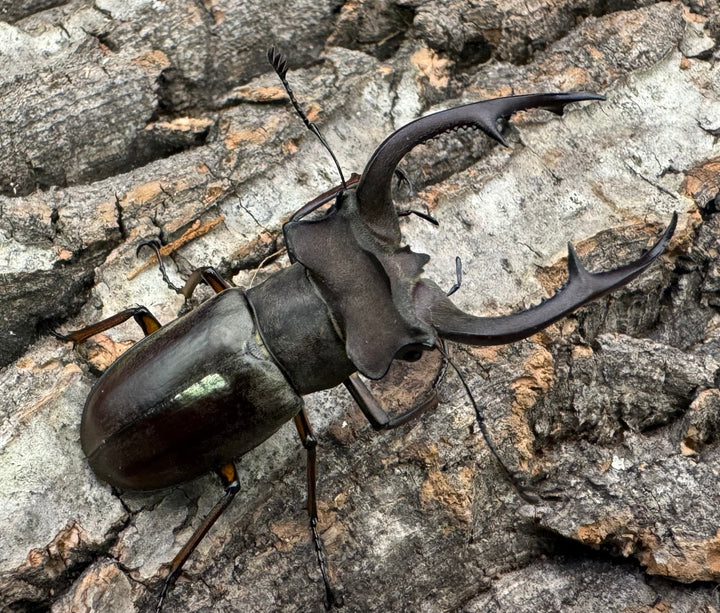 【WD】《クラーツミヤマ原名亜種 57mm ペア》