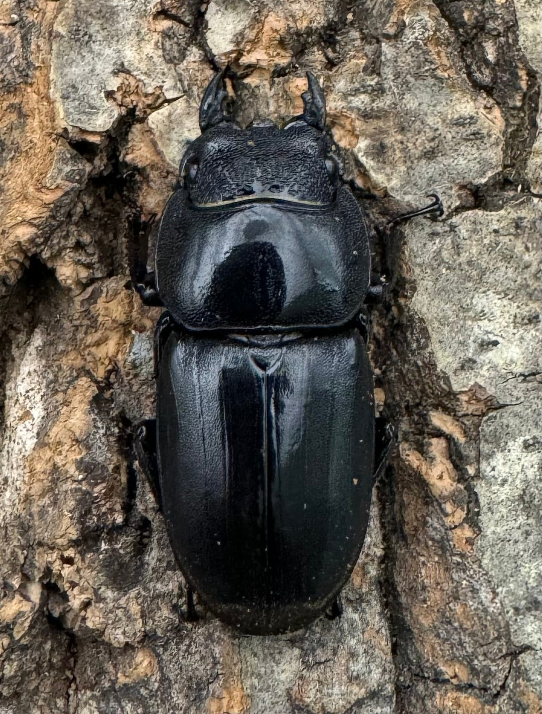 【WD】《南カマリネスヒラタ 96mm ペア》