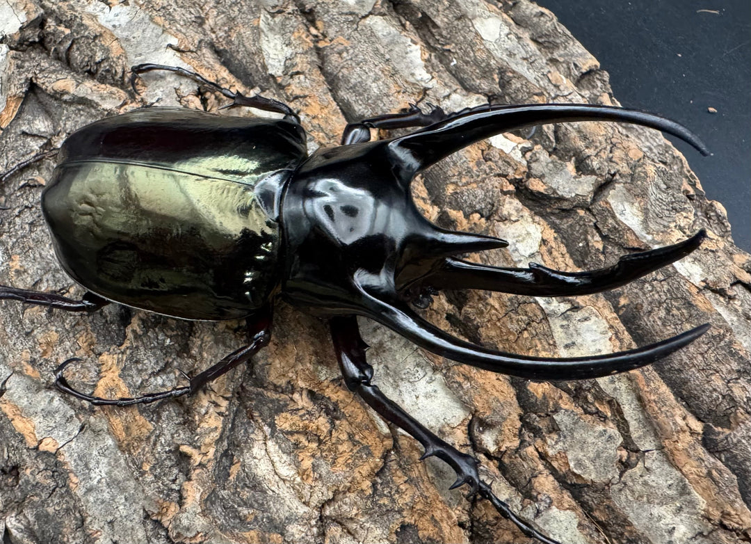 【WD】《ジャワコーカサスオオカブト 108mm ペア》