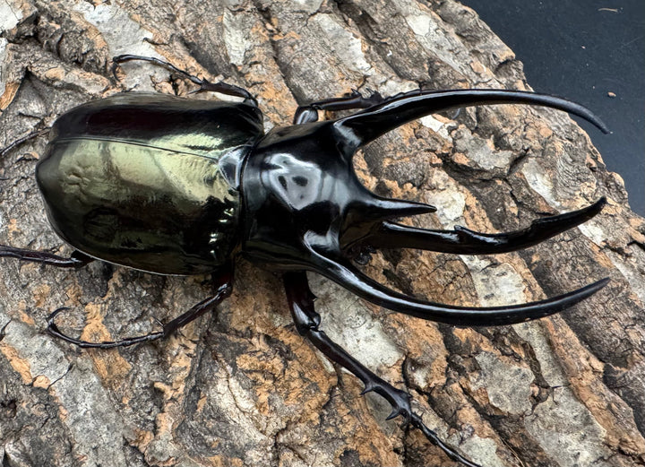 【WD】《ジャワコーカサスオオカブト 108mm ペア》