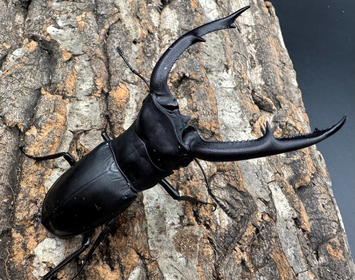 【WD】《マンディブラリスフタマタ 92.5mm ペア》