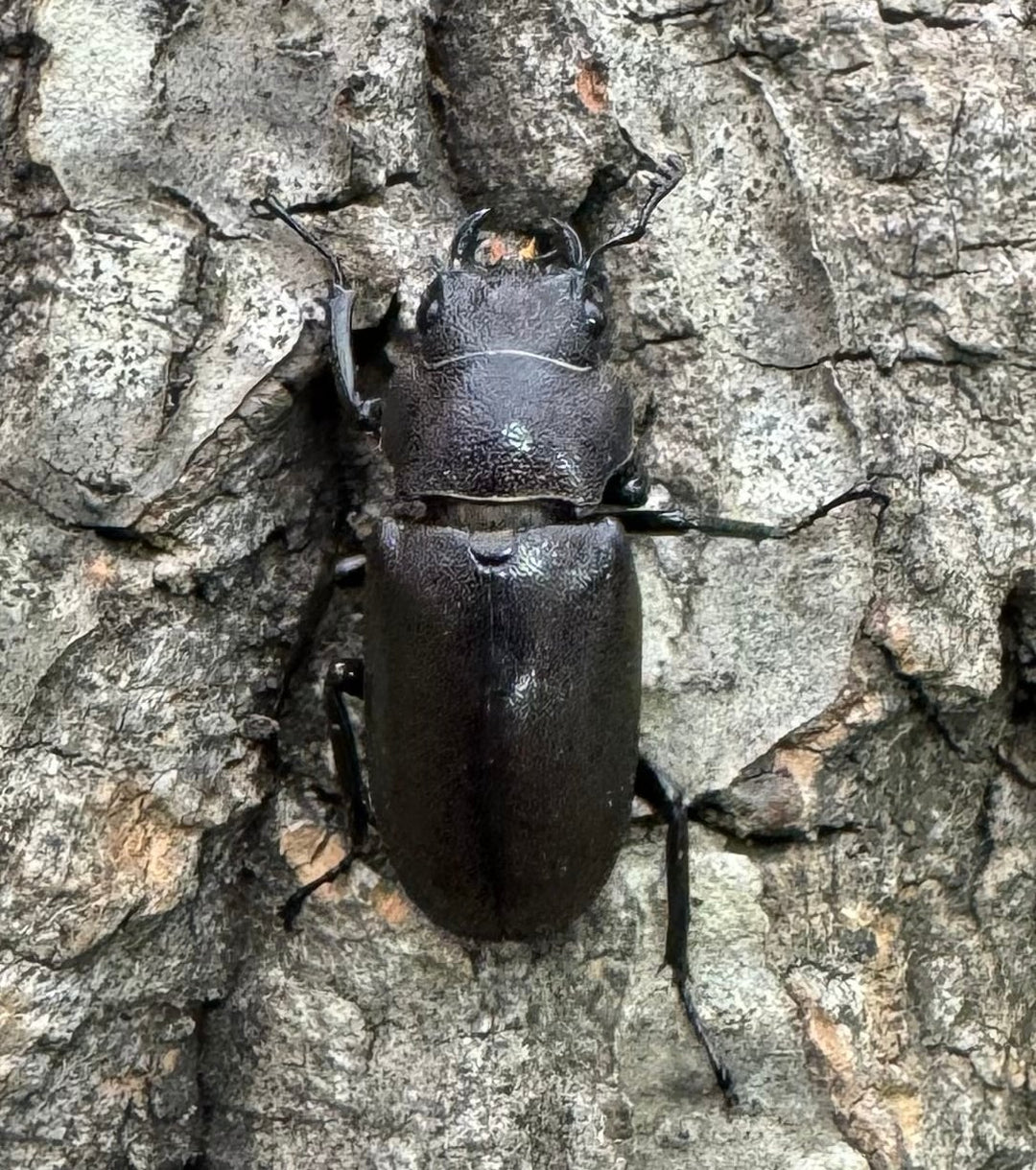 【WD】《メタリフェルホソアカ 85mm ペア》