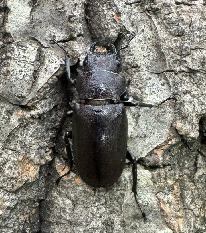 【WD】《メタリフェルホソアカ 85mm ペア》