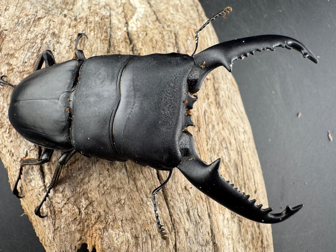 【WD】《パラワンオオヒラタ 86.5mm ペア》