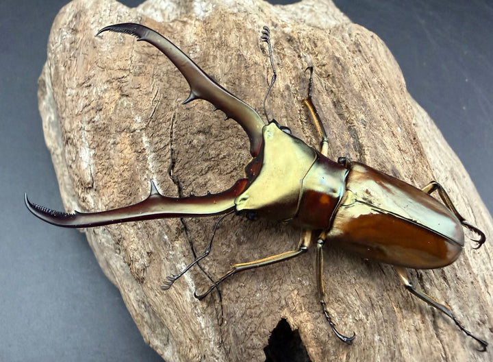 《メタリフェルホソアカ亜種サンギレンシス 72.5mm ペア》