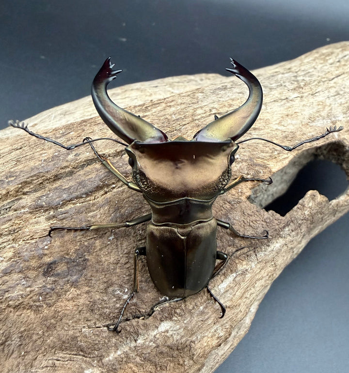 《スぺキオススホソアカ ベララベラ産 56mm ♂♀♀トリオ》