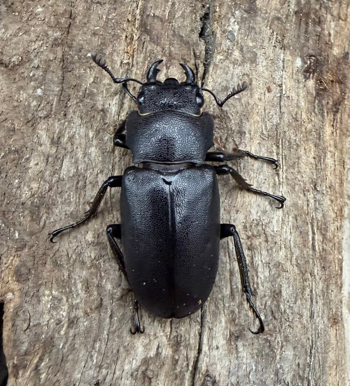 《メタリフェルホソアカ亜種フィナエ ブラック系 80.5mm ペア》