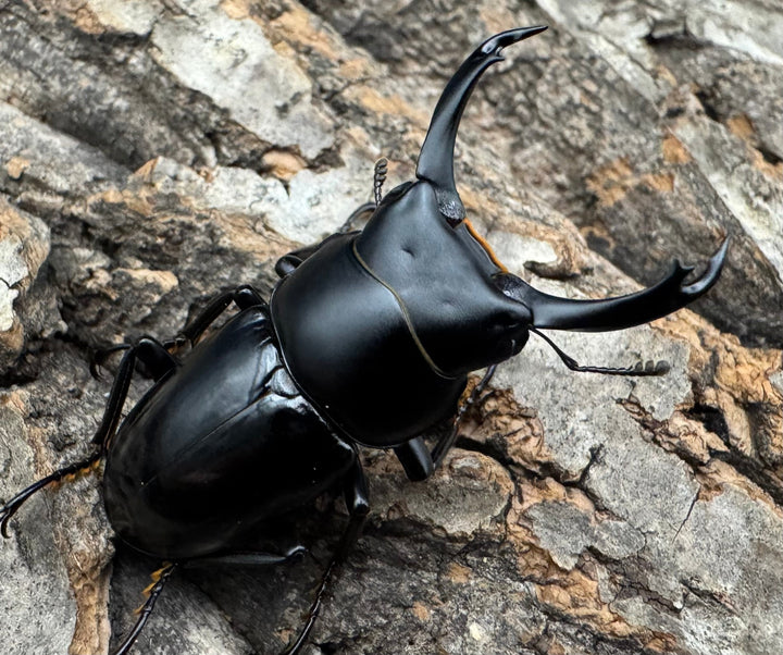 【WD】《セメノウコクワ 雅安産 38.5mm ペア》