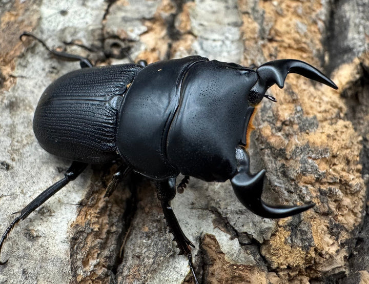 【WD】《ドルクスリンビン 32mm ペア》