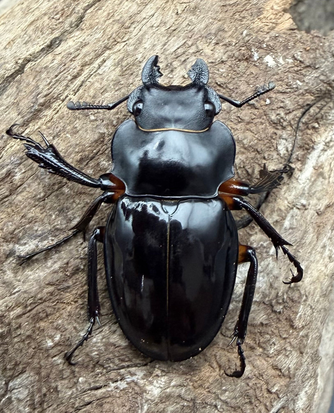 【WD】《インペリアリスツヤ亜種komorii トゥルスマリア産 61mm ペア》