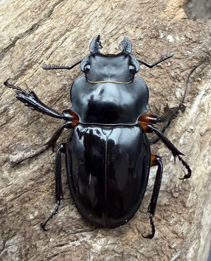 【WD】《インペリアリスツヤ亜種komorii トゥルスマリア産 61mm ペア》