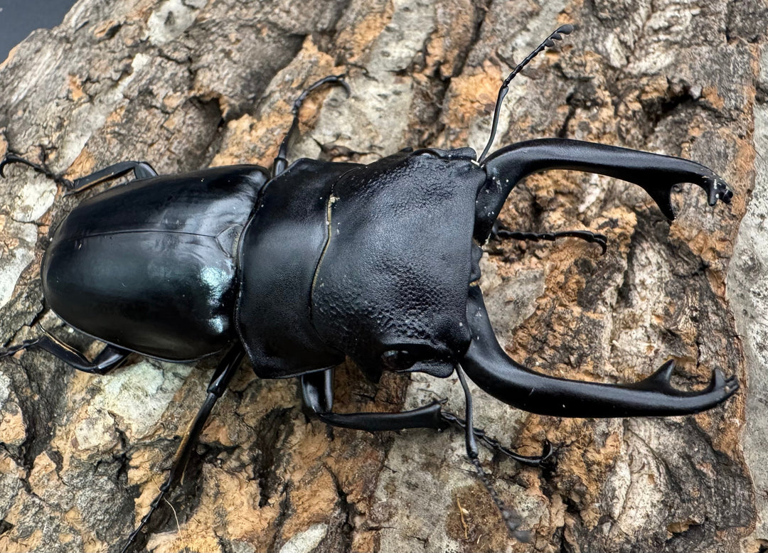 【WD】《スティーブンスツヤクワガタ原名亜種 84mm ペア》