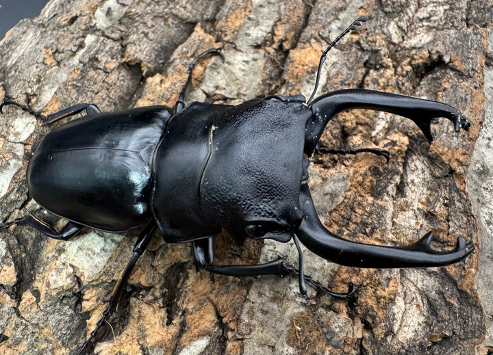 【WD】《スティーブンスツヤクワガタ原名亜種 84mm ペア》