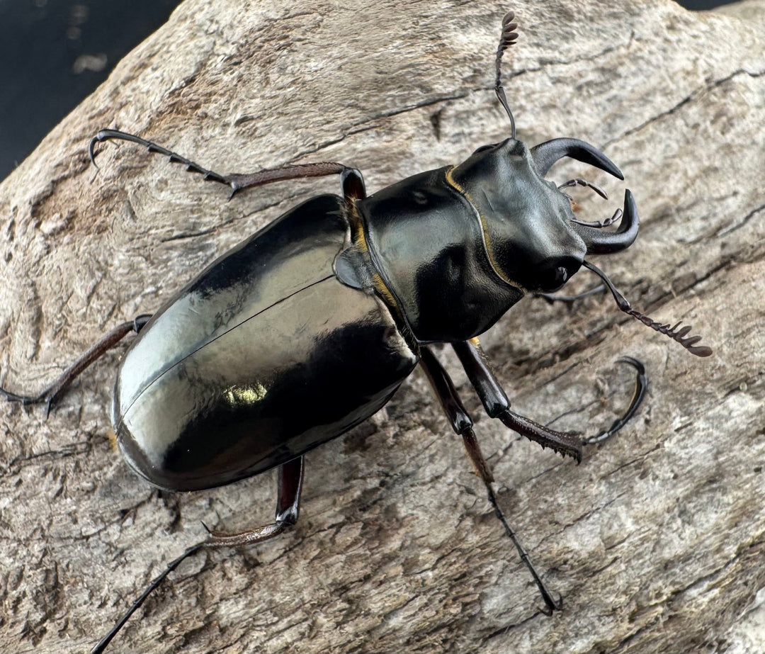 【WD】《プロメテウスミヤマクワガタ 35mm ペア》