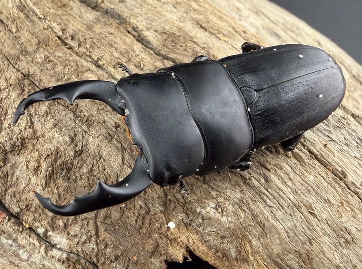 【WD】《ハンステインヒラタ原名亜種 47mm ペア》