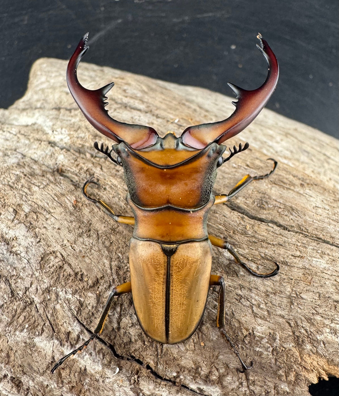 【WD】《アラガールホソアカクワガタ 58mm ♂単》