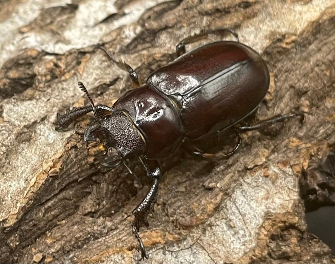 【WD】2021年新種《モーミヤマクワガタ 25mm ♀単 A’品》