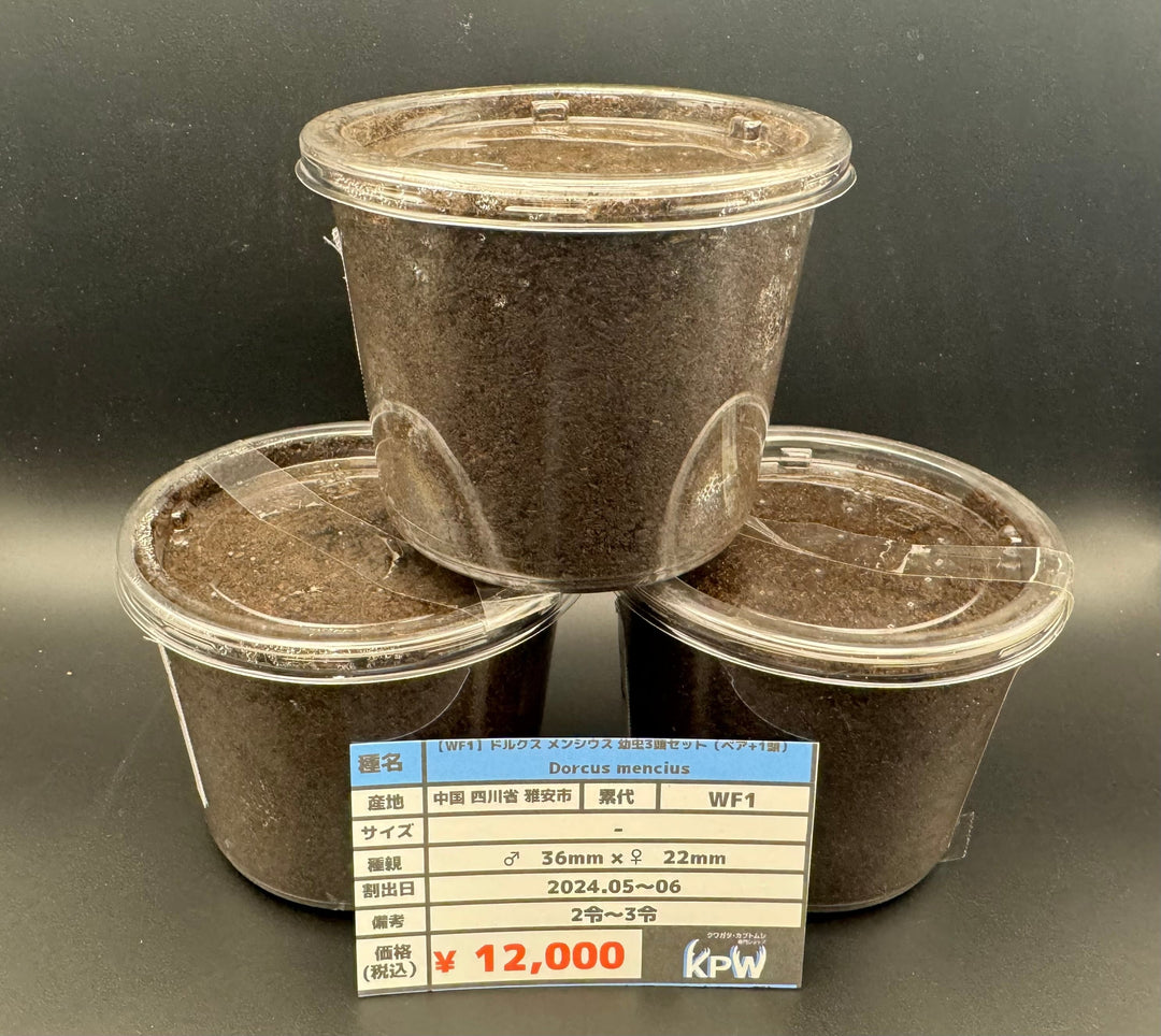 【WF1】《ドルクス メンシウス 幼虫3頭セット（ペア+1頭）》