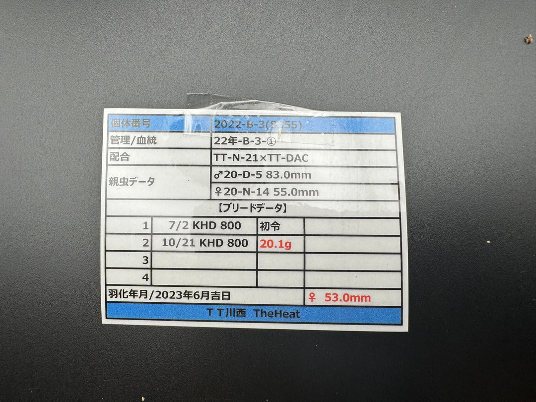 《オオクワガタ TT川西血統 53mm ♀単》ヒート氏ブリード個体