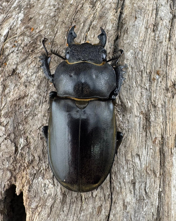 【WD】《カンターミヤマ亜種colasi 雲南省産 51mm ペア》