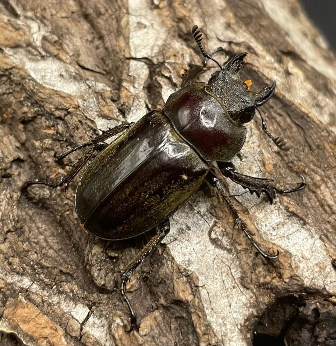 【WD】《ビクトリウスミヤマクワガタ 56mm ペア》