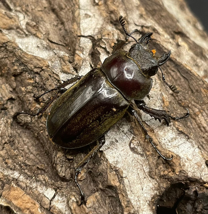 【WD】《ビクトリウスミヤマクワガタ 56mm ペア》