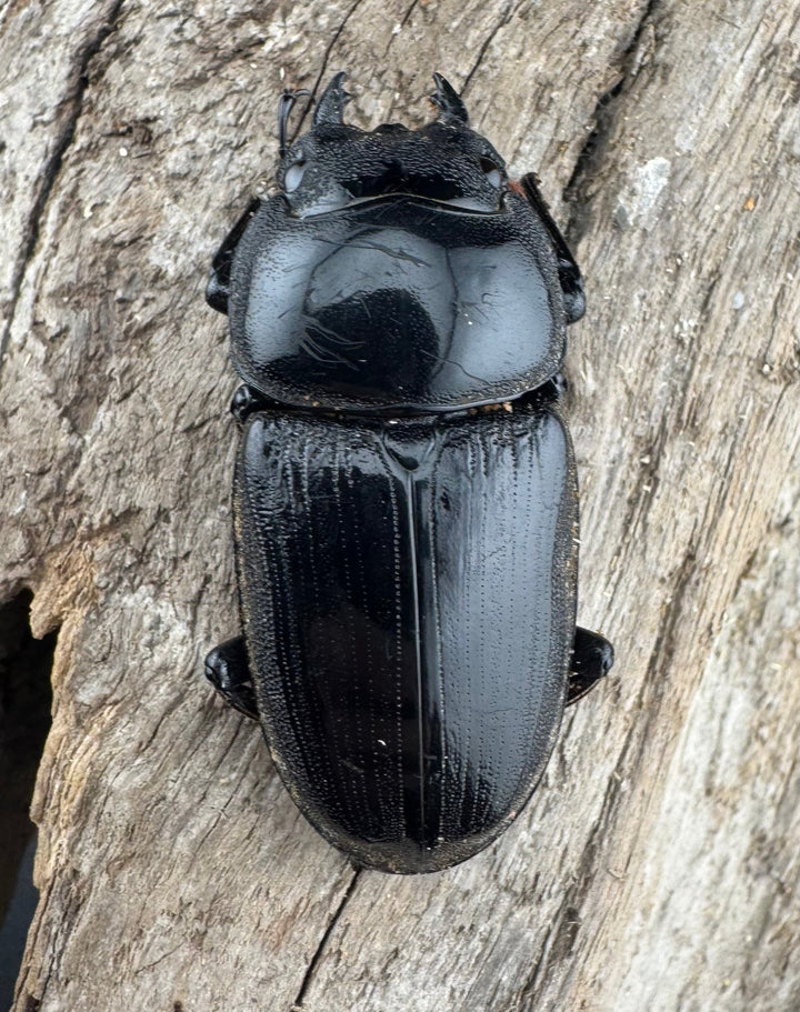 【WD】《グランディスオオクワ原名亜種 63mm A'品ペア》