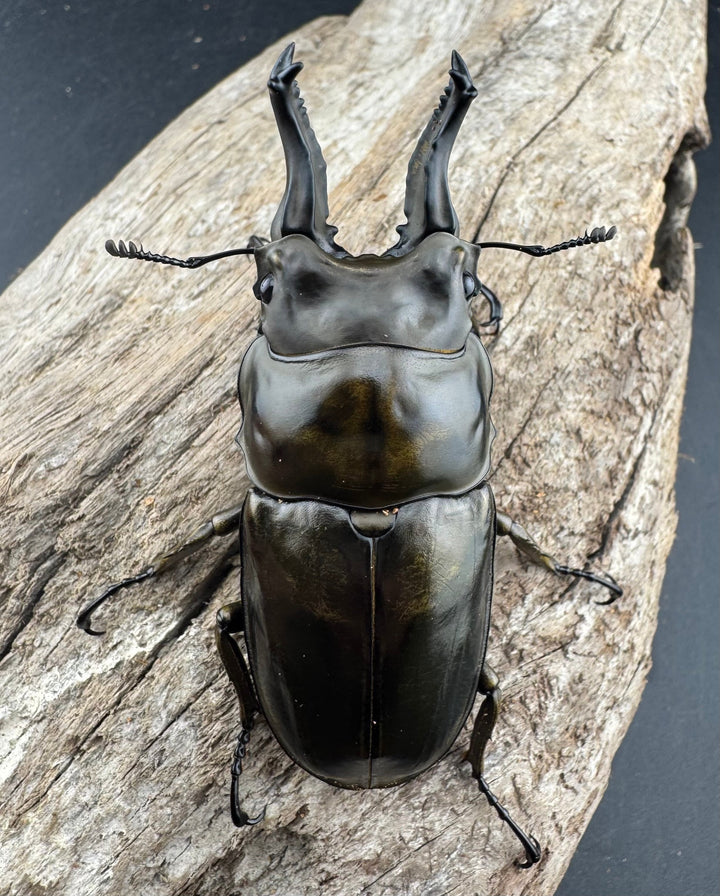 【F0】《ローゼンベルグオウゴンオニクワガタ 71.5mm ペア》