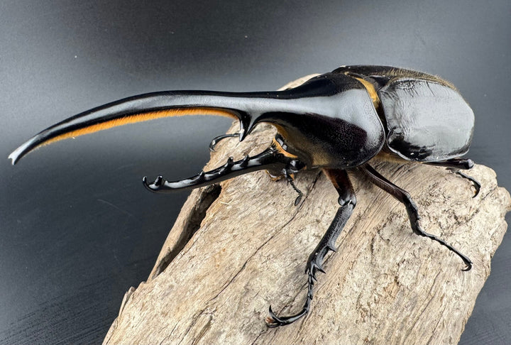 《ヘラクレス・ヘラクレス 131mm ペア》