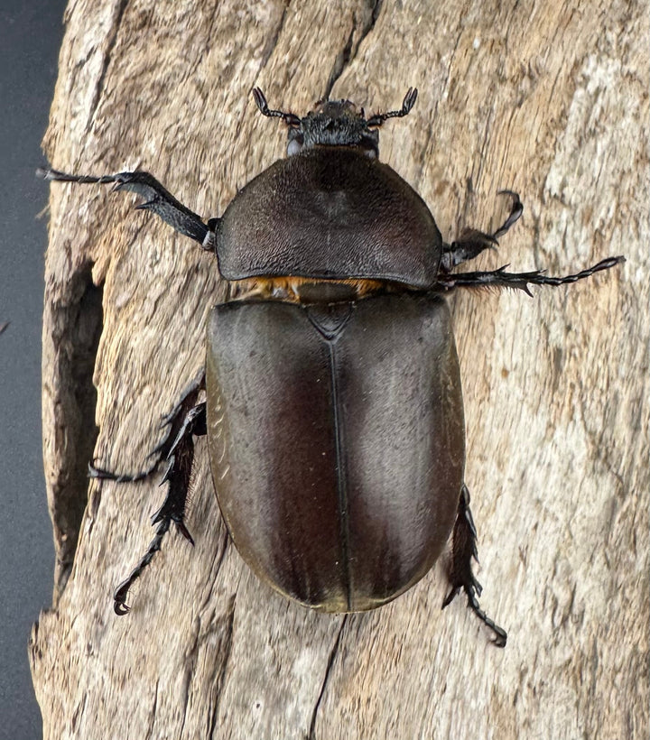 【WD】大型《国産カブトムシ 八王子市産 Free ペア》