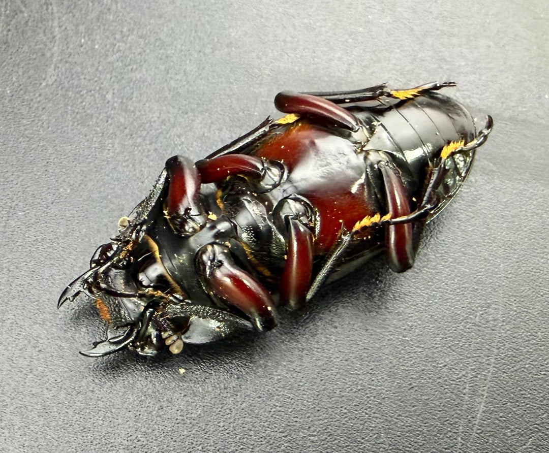 【WF1】《ハイチュヌスコクワ 玉渓市産 50mm ペア 》
