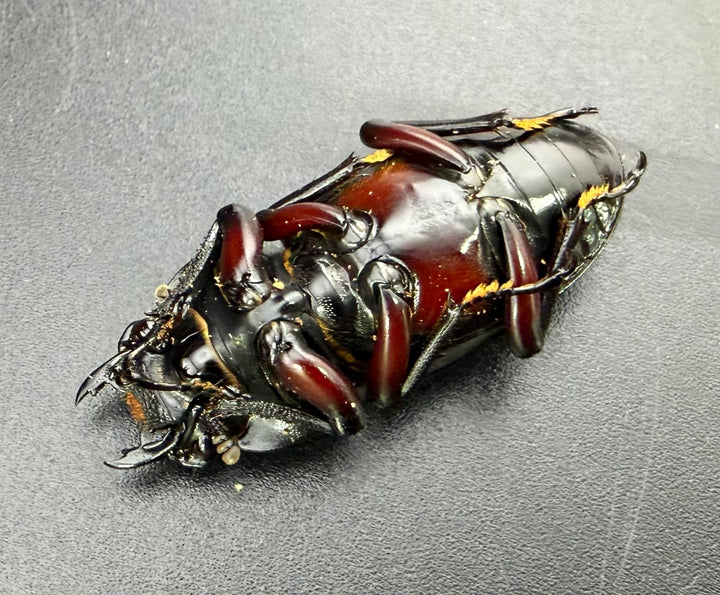 【WF1】《ハイチュヌスコクワ 玉渓市産 50mm ペア 》